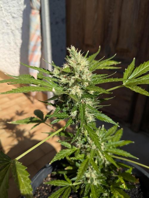 Apes Are Stronger Together (Feat. GG). Week 10 - COLA OF GORILLA AUTO (SHORT1)