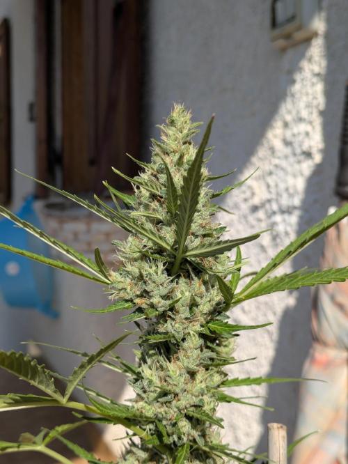 Apes Are Stronger Together (Feat. GG). Week 10 - COLA OF GORILLA AUTO (TALL)