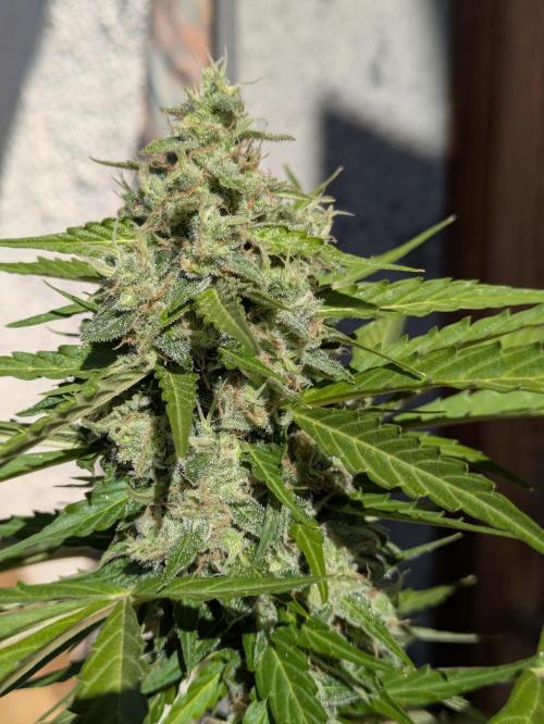 Sticky Growth in the Mountains. Week 10 - STICKY ORANGE COLA