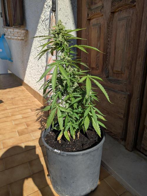 Sticky Growth in the Mountains. Week 10 - STICKY ORANGE WHOLE PLANT