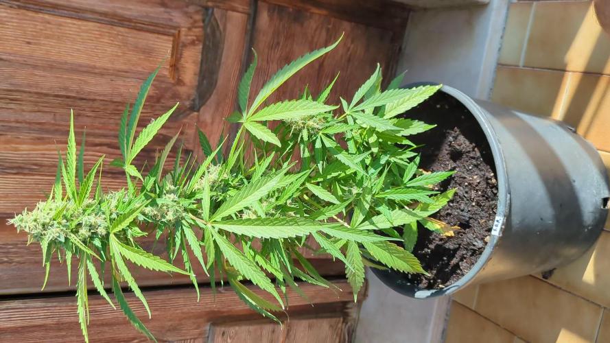 Sticky Growth in the Mountains