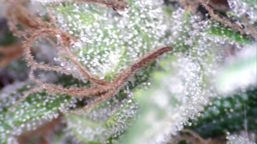 Apes Are Stronger Together (Feat. GG). Week 10 - Tricomes GORILLA AUTO (TALL) 