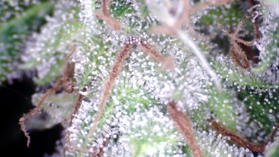 Apes Are Stronger Together (Feat. GG). Week 10 - Tricomes GORILLA AUTO (TALL) 