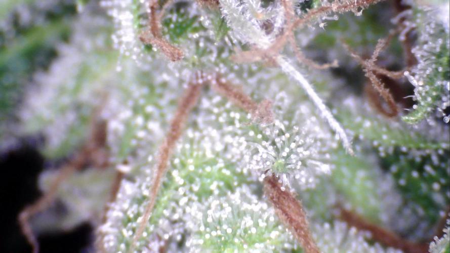Apes Are Stronger Together (Feat. GG). Week 10 - Tricomes GORILLA AUTO (TALL) 