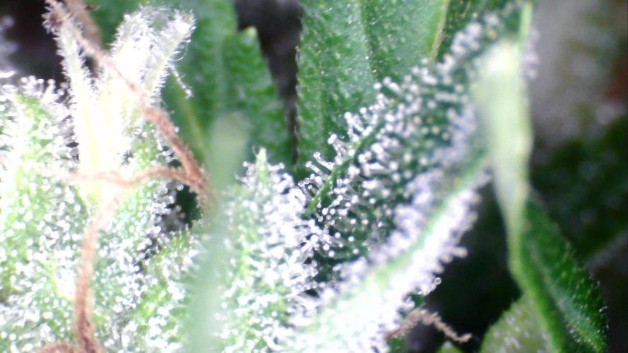 Apes Are Stronger Together (Feat. GG). Week 10 - Tricomes GORILLA AUTO (TALL) 