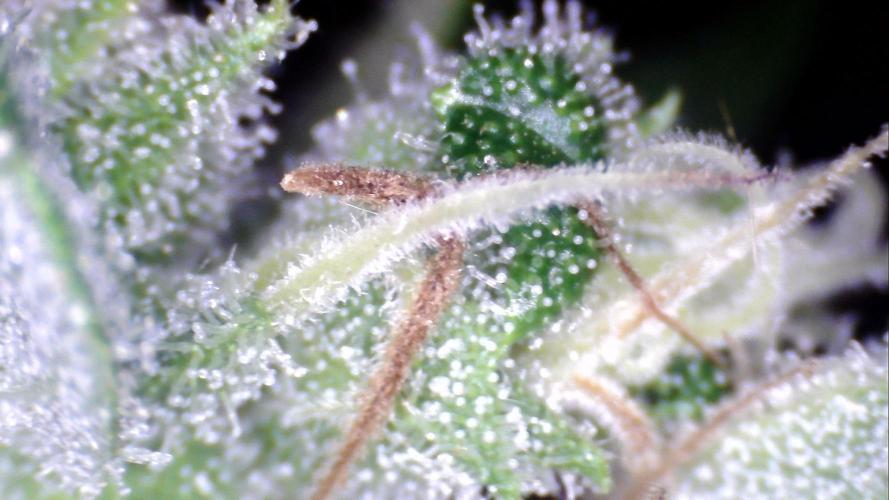 Apes Are Stronger Together (Feat. GG). Week 10 - Tricomes GORILLA AUTO (TALL) 