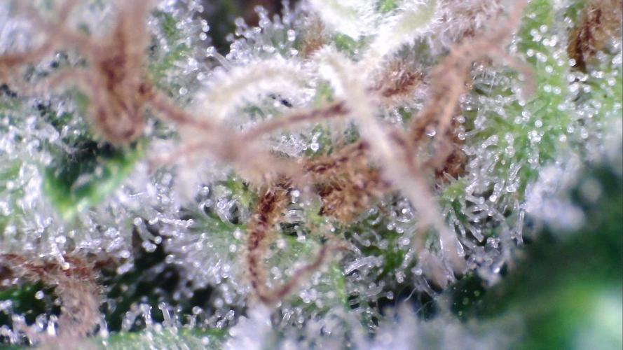 Apes Are Stronger Together (Feat. GG). Week 10 - Tricomes GORILLA AUTO (SHORT1) 