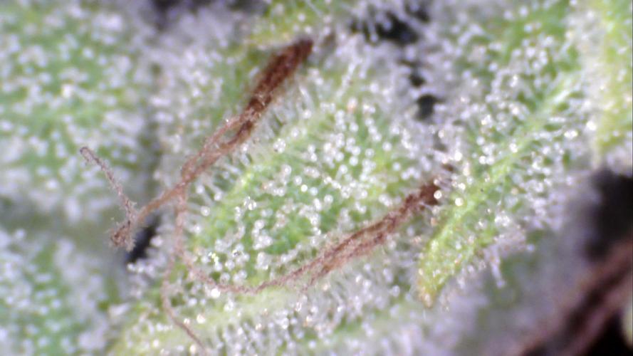 Apes Are Stronger Together (Feat. GG). Week 10 - Tricomes GORILLA AUTO (SHORT2) 