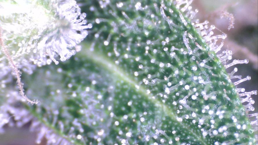 Sticky Growth in the Mountains. Week 10 - Tricomes STICKY ORANGE AUTO
