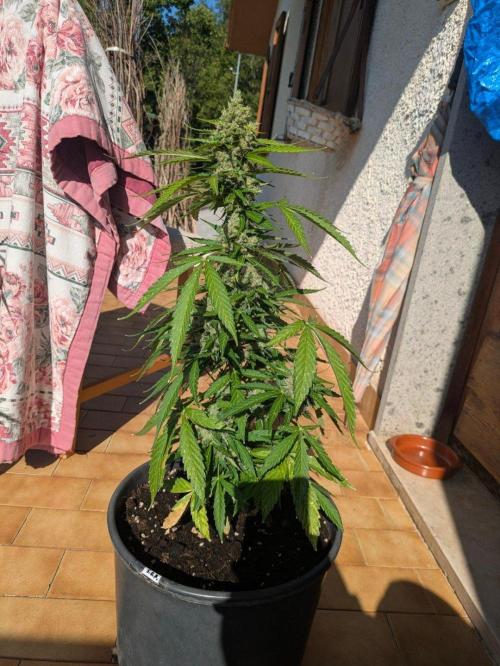 Sticky Growth in the Mountains. Week 11