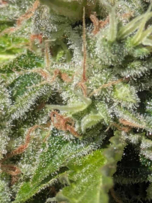 Sticky Growth in the Mountains. Week 11