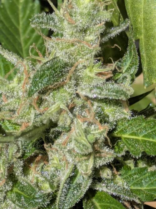 Sticky Growth in the Mountains. Week 11