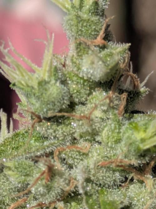Sticky Growth in the Mountains. Week 11