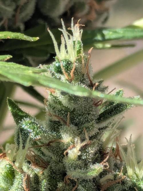 Apes Are Stronger Together (Feat. GG). Week 11
