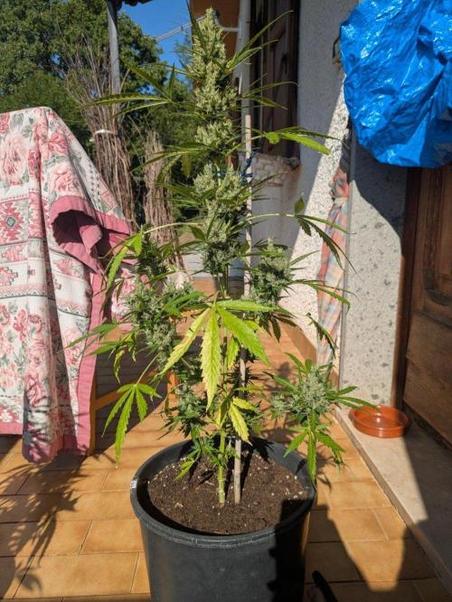 Apes Are Stronger Together (Feat. GG). Week 11