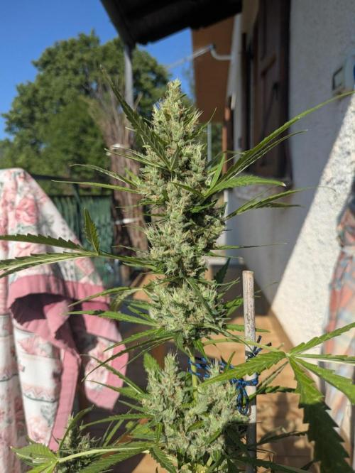 Apes Are Stronger Together (Feat. GG). Week 11