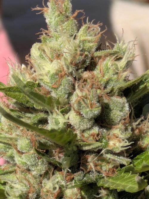 Apes Are Stronger Together (Feat. GG). Week 11