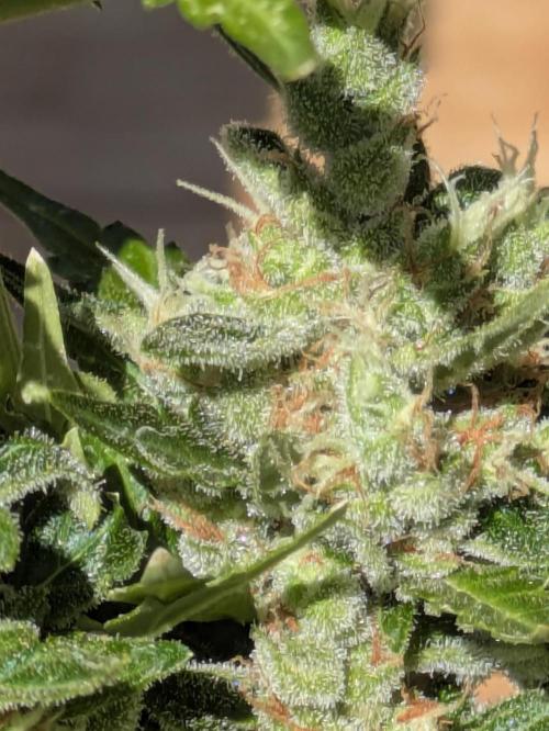 Apes Are Stronger Together (Feat. GG). Week 11
