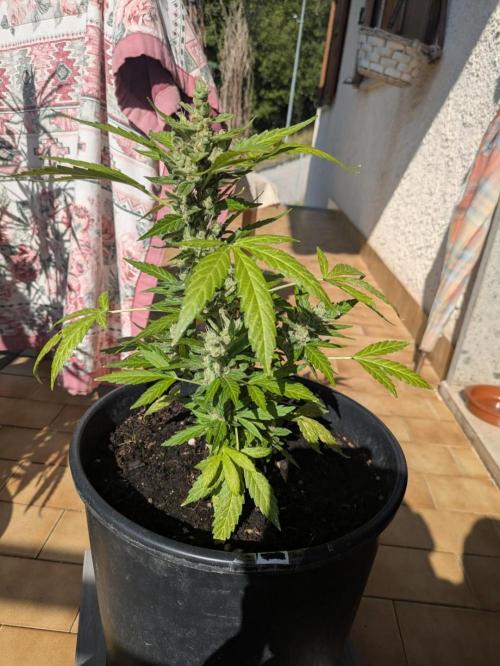 Apes Are Stronger Together (Feat. GG). Week 11
