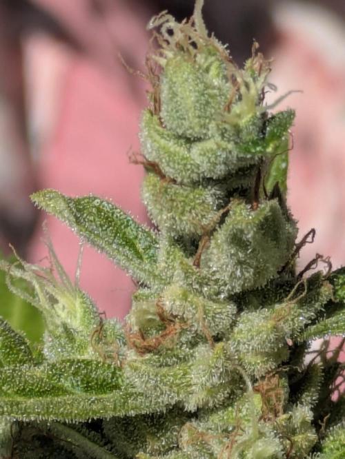 Apes Are Stronger Together (Feat. GG). Week 11