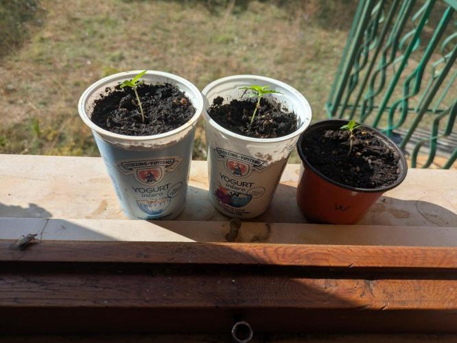 Wurlz F1 Auto. Week 1