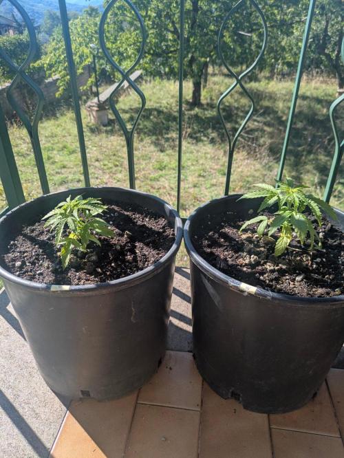 Wurlz F1 Auto. Week 3