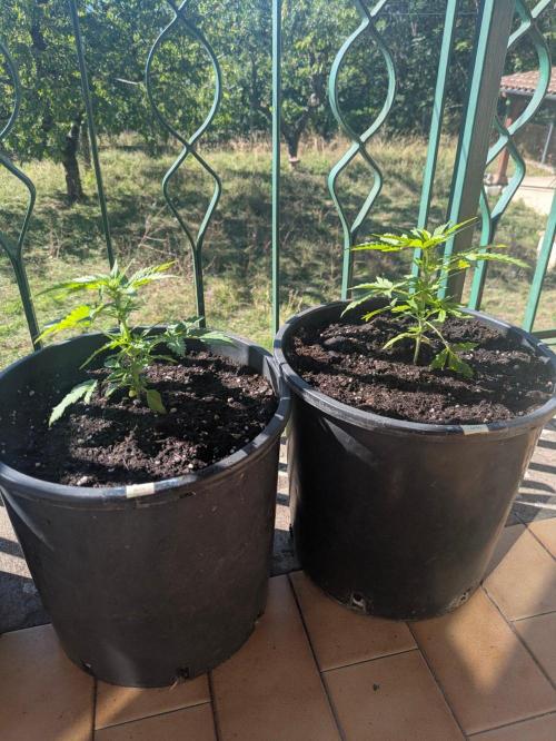 GG4 Auto. Week 3