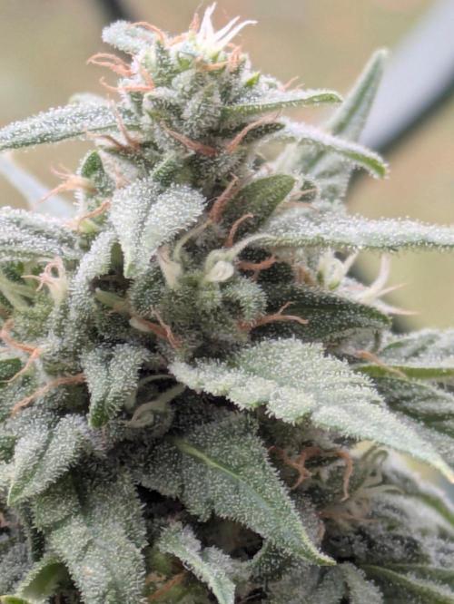 Zammy Wurlz Auto: Late Mountain Growth. Week 8