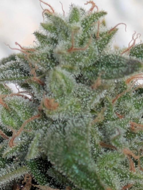 Zammy Wurlz Auto: Late Mountain Growth. Week 9