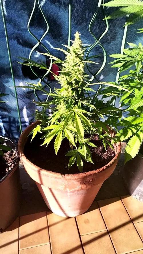 Royal Queen Seeds, a HIGH story in the mountains!