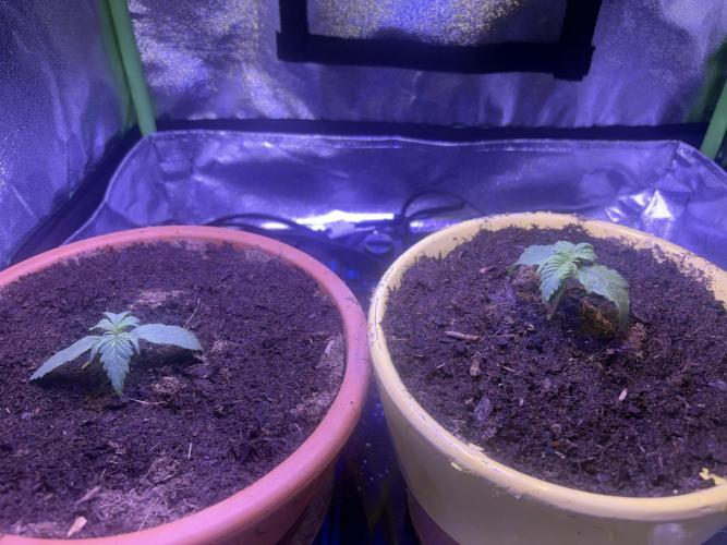 1000W Dual Switch & Dual Chips. Week 3