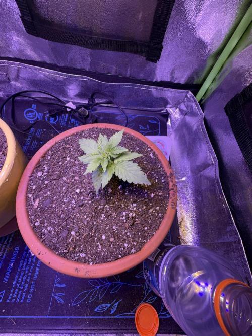 Indoor - random seeds. Week 3