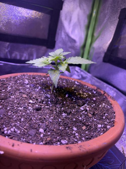 Indoor - random seeds