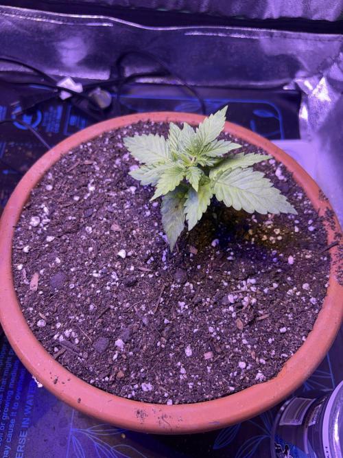420daddy