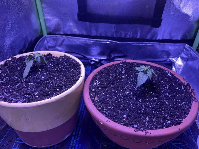 Indoor - random seeds. Week 2