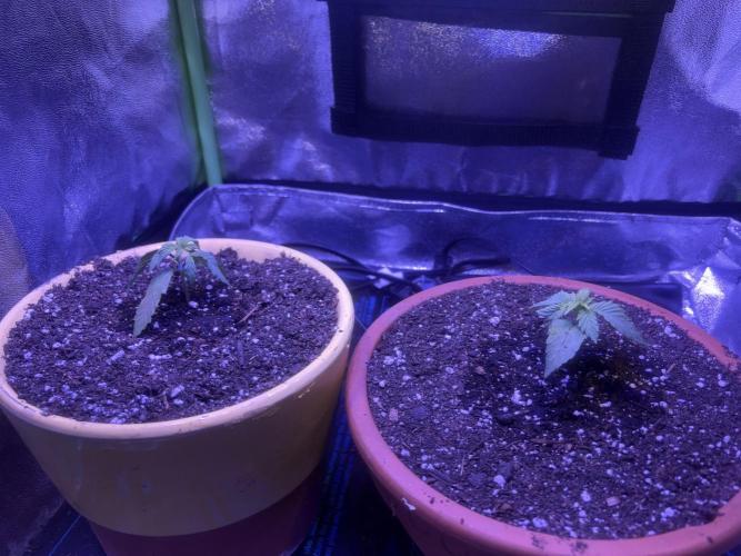 Indoor - random seeds. Week 2