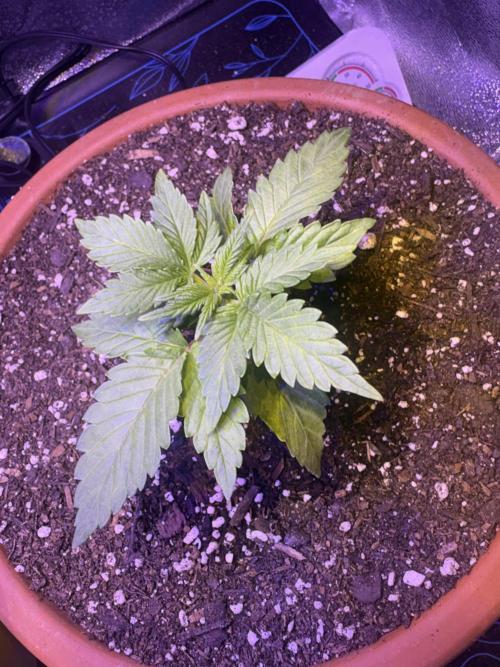 Indoor - random seeds. Week 3 - 3wks 2 days