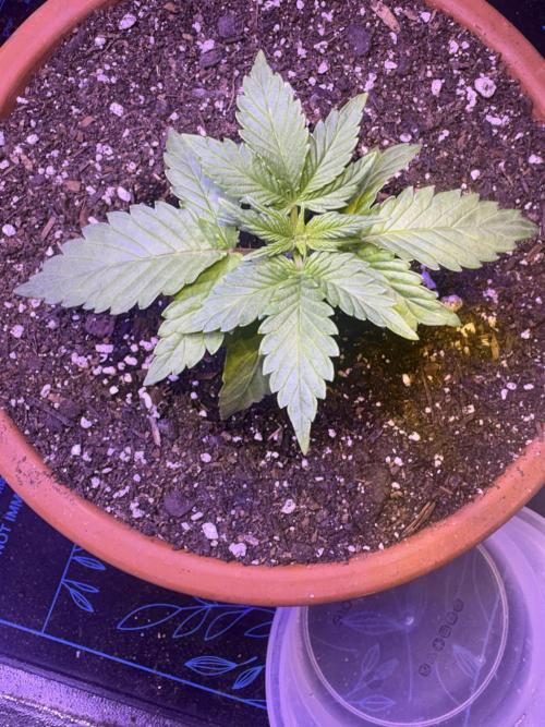 Indoor - random seeds. Week 3 - 3wks 2 days