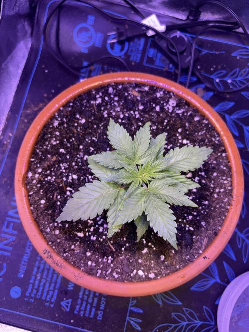 Indoor - random seeds. Week 3 - 3wk 3 days