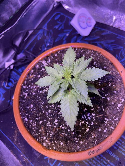 Indoor - random seeds. Week 3 - 3 wk 3 days
