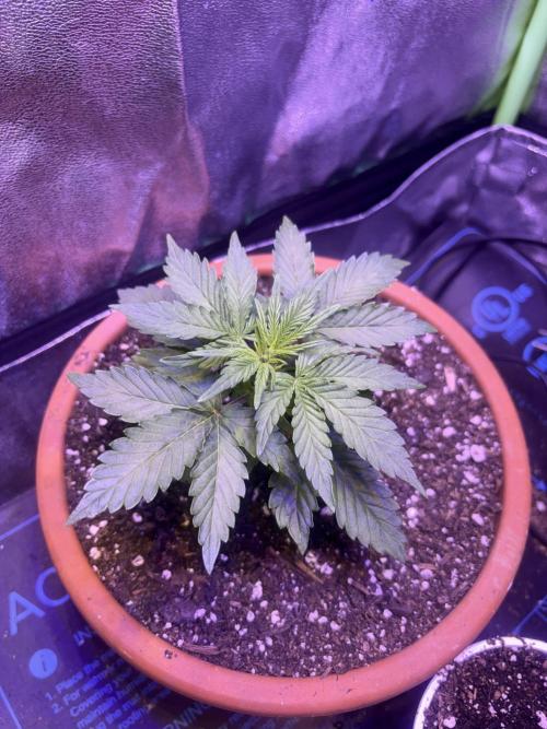 Indoor - random seeds. Week 3 - 3wk 6 days