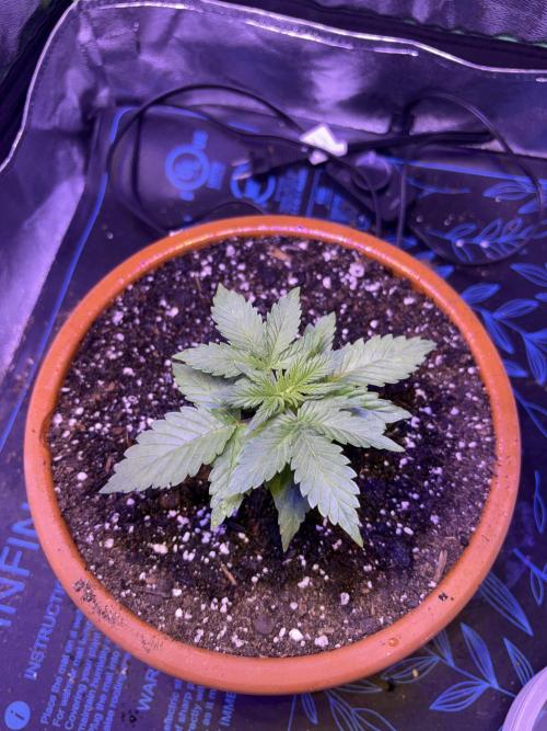 420daddy