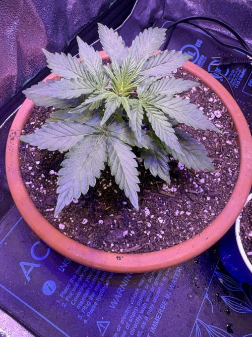 420daddy