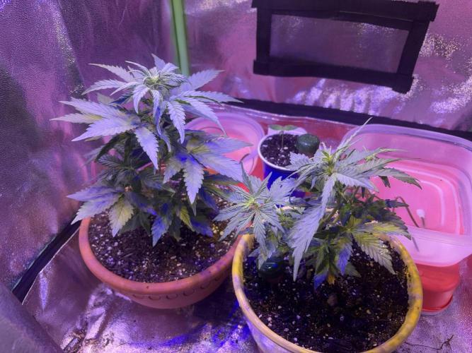 Indoor - random seeds. Week 4 - Wk4 day 1