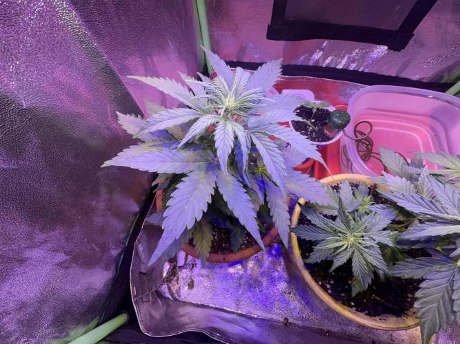 Indoor - random seeds. Week 4 - Wk4 Day 1