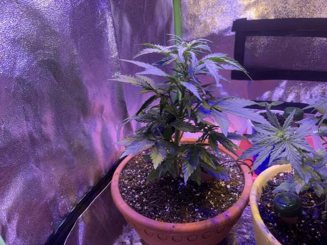 Indoor - random seeds. Week 4 - Wk4 day 1