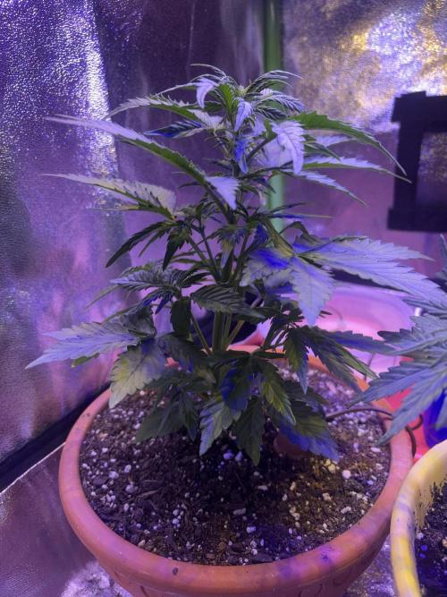 Indoor - random seeds. Week 4 - Wk4 day 1