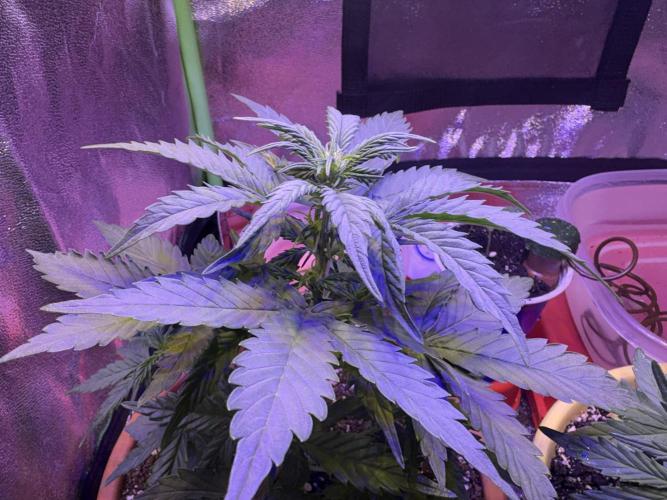 Indoor - random seeds. Week 4 - Wk4 day 1
