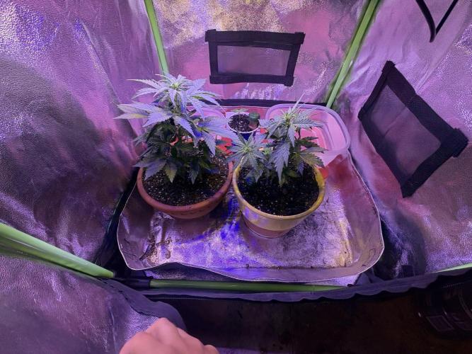 Indoor - random seeds. Week 4 - Wk4 day 1