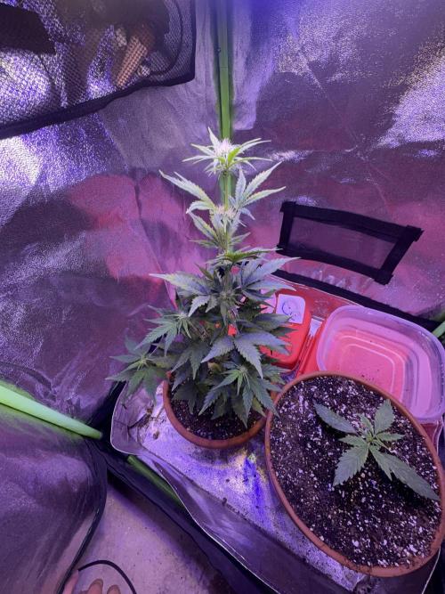 Indoor - random seeds. Week 5 - Wk5 day 5